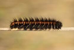 Attēlu rezultāti vaicājumam “Macrothylacia rubi larva”