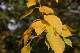 Attēlu rezultāti vaicājumam “Betula papyrifera leaf”