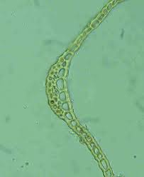 Attēlu rezultāti vaicājumam “Rhabdoweisia fugax”