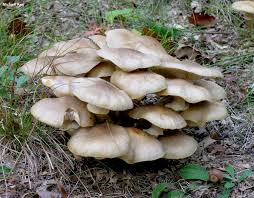 Attēlu rezultāti vaicājumam “Armillaria mellea”