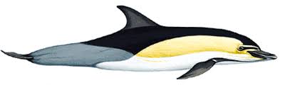 Image result for Delphinus delphis