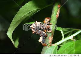 Attēlu rezultāti vaicājumam “Arichanna melanaria”