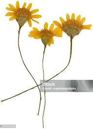 Attēlu rezultāti vaicājumam “Tragopogon heterospermus flower”