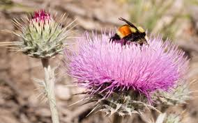 Attēlu rezultāti vaicājumam “Cirsium x rigens flower”
