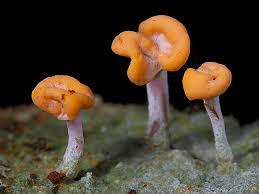 Attēlu rezultāti vaicājumam “Dibaeis baeomyces”