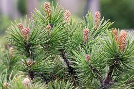 Attēlu rezultāti vaicājumam “Pinus mugo male flower”