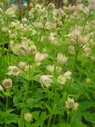 Attēlu rezultāti vaicājumam “Astrantia major leaf”