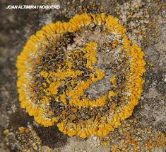 Attēlu rezultāti vaicājumam “Caloplaca saxicola”