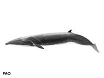 Image result for Balaenoptera borealis