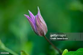 Attēlu rezultāti vaicājumam “Viola odorata bud”