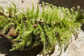 Attēlu rezultāti vaicājumam “Eurhynchium praelongum”