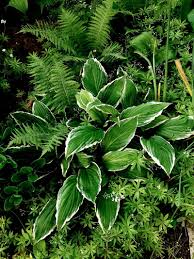 Image result for Hosta fortunei albomarginata