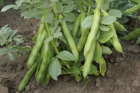 Image result for Dicke Bohnen