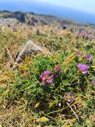 Attēlu rezultāti vaicājumam “Astragalus danicus flower”
