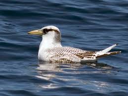 Image result for Phaethon aethereus