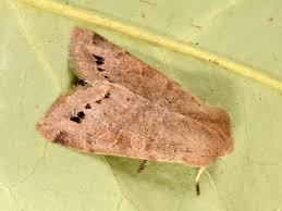 Attēlu rezultāti vaicājumam “Orthosia munda”