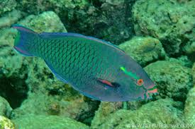 Image result for Scarus niger