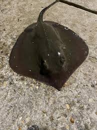 Image result for Hypanus sabinus