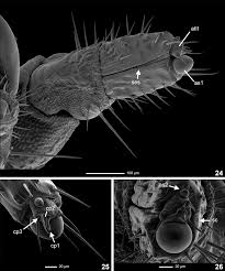 Attēlu rezultāti vaicājumam “Phosphaenus hemipterus”
