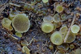 Attēlu rezultāti vaicājumam “Ascobolus furfuraceus”