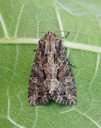 Attēlu rezultāti vaicājumam “Badhamiopsis scripta macro”