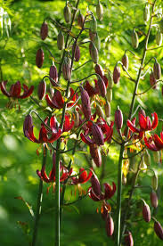 Attēlu rezultāti vaicājumam “Lilium martagon flower”
