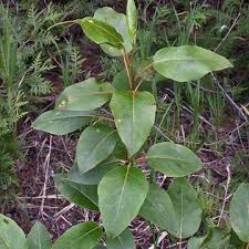 Attēlu rezultāti vaicājumam “Populus x jackii”