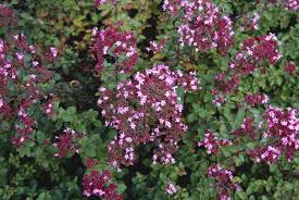 Image result for Origanum vulgare