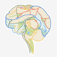 Image result for map of the brain