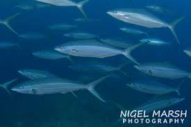 Image result for Elagatis bipinnulata