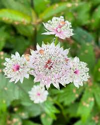 Attēlu rezultāti vaicājumam “Astrantia major flower”