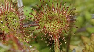 Attēlu rezultāti vaicājumam “Drosera rotundifolia fruit”