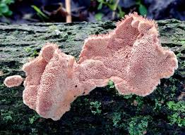 Attēlu rezultāti vaicājumam “Postia”