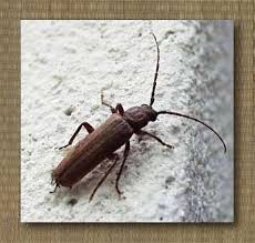 Attēlu rezultāti vaicājumam “Criocephalus rusticus”