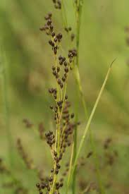 Attēlu rezultāti vaicājumam “Juncus compressus”