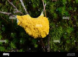 Attēlu rezultāti vaicājumam “Lignydium muscorum spores”