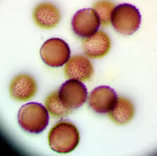 Attēlu rezultāti vaicājumam “Lamproderma pseudomaculatum”