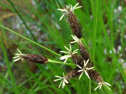Attēlu rezultāti vaicājumam “Bolboschoenus maritimus”