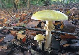 Attēlu rezultāti vaicājumam “Amanita phalloides”