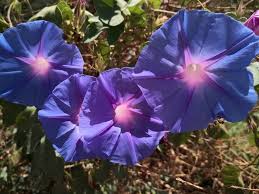 Image result for Ipomoea purpurea