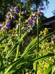 Attēlu rezultāti vaicājumam “Campanula trachelium leaf”