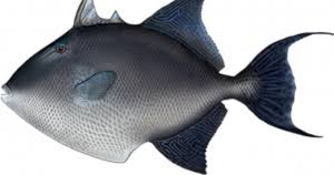 Image result for Schedophilus ovalis