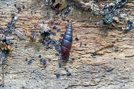 Attēlu rezultāti vaicājumam “Clausiliidae”