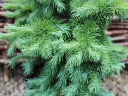 Attēlu rezultāti vaicājumam “Larix kaempferi leaf”