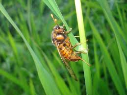 Attēlu rezultāti vaicājumam “Cimbex luteus”