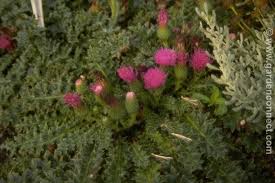 Attēlu rezultāti vaicājumam “Cirsium acaule flower”