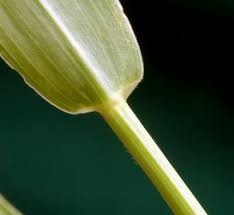 Attēlu rezultāti vaicājumam “Setaria viridis leaf”