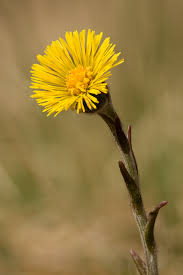 Attēlu rezultāti vaicājumam “Tussilago farfara flower”