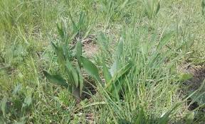 Image result for Herbstzeitlose