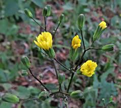 Attēlu rezultāti vaicājumam “Oenothera rubricauli bud”